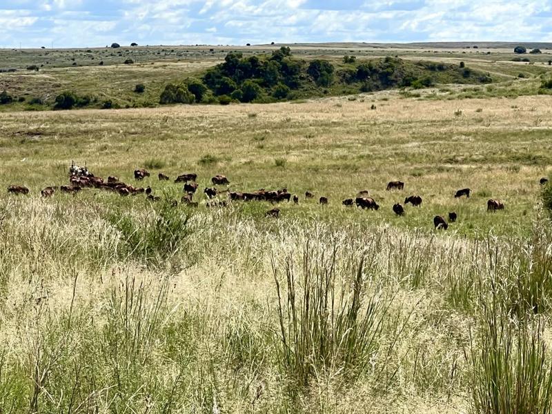 0 Bedroom Property for Sale in Lindley Free State